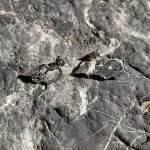 Σκουλαρίκια διπλή καρδιά με στρας ασημί