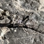 Σκουλαρίκια καρδιά με κορώνα και στρας ασημί 925°