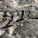 Σκουλαρίκια στρας ασημί 925°